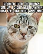 Image result for Cute Kitten Meme