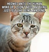 Image result for Funny Cat Weekend Meme