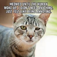 Image result for Funny Cat Sell Meme