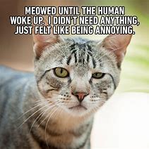 Image result for Cat Meme of the Day