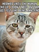 Image result for Actually Funny Cat Memes