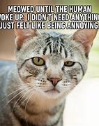 Image result for Cute and Funny Cat Memes