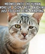 Image result for Cat Joke of the Day