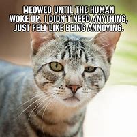 Image result for What Are Going On Over Der Meme Cat
