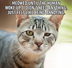 Image result for cat memes