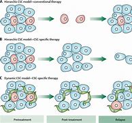 Image result for Cancer Stem Cell Model