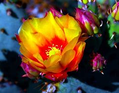 Image result for Sonoran Desert Flowers