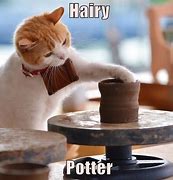 Image result for Hooray Cat Meme