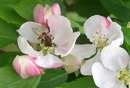 Image result for Apple Blossom Bee Pollination