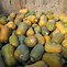 Image result for Green Summer Squash