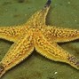 Image result for asterias amurensis