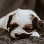 Image result for Cute Dogs Sleeping