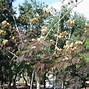 Image result for Albizia julibrissin Summer Chocolate (r)