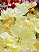 Image result for Lemon Yellow Flower
