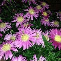 Image result for Aster Bahamas (Dumosus-Group)
