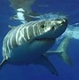 Image result for World's Largest Shark