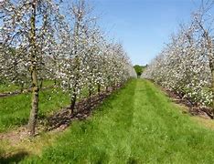 Image result for Apple Tree in Garden