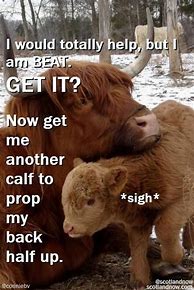 Image result for Highland Cow Meme