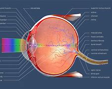 Image result for Eye 3D Cornea