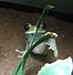 Image result for Tree Frog On Flower