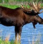 Image result for Deer Jawbone vs Moose