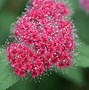 Spiraea japonica DOUBLE PLAY RED に対する画像結果