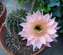 Image result for Flor Cactus