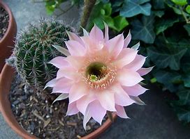 Image result for Cactus Rose