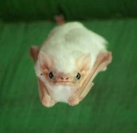 Image result for Japanese Albino Bat