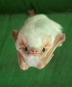 Image result for White Leaf Bat