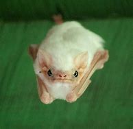 Image result for White Pink Bat