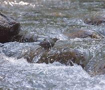 Image result for American Dipper Swimming Underwater