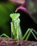 Image result for Largest Praying Mantis