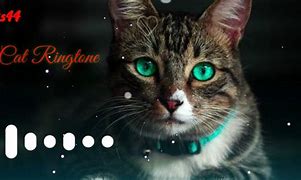 Image result for Cat Ringtone