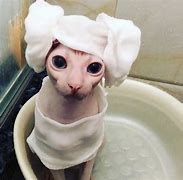 Image result for Bengus Cat Meme