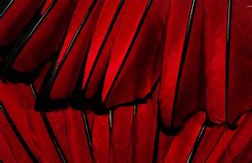 Image result for Red Feather Wallpaper