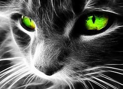 Image result for Neon Cat Wallpaper