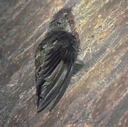 Image result for Chaetura Apodidae