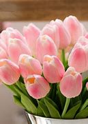 Image result for Chau Hoa Tulip