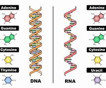 Image result for Nucleic Acid DNA/RNA
