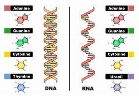 Image result for DNA or RNA or Both