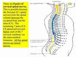 Image result for Coronal Stir Cervical Spine Nerves