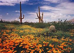 Image result for Arizona Autumn Scenes