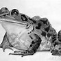 Image result for How to Draw a Real Frog