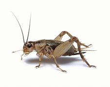 Image result for Cricket the Bug