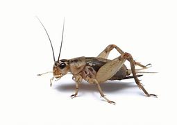 Image result for Common Cricket
