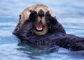 Image result for Alaskan Otter