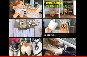 Image result for Funny Pet Shop