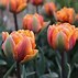 Image result for Tulipa Orange Princess