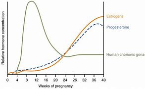 Image result for Gestational Age 9 Weeks